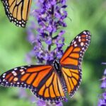 Shifts - Macro Photography of Butterflies Perched on Lavender Flower