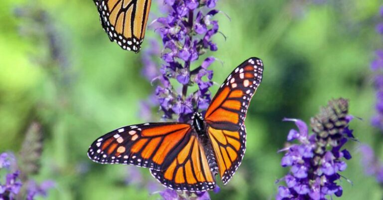 Shifts - Macro Photography of Butterflies Perched on Lavender Flower