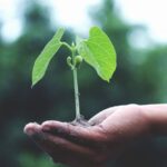 Changes - Person Holding A Green Plant