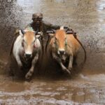 Momentum - Man Riding Harnessed Cows through Muddy River