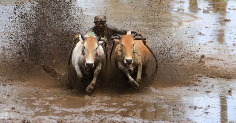 Momentum - Man Riding Harnessed Cows through Muddy River