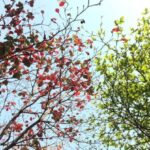 Changes - Red and Green Tree Leaves on a Sunny Day